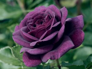 Purple Rose 1